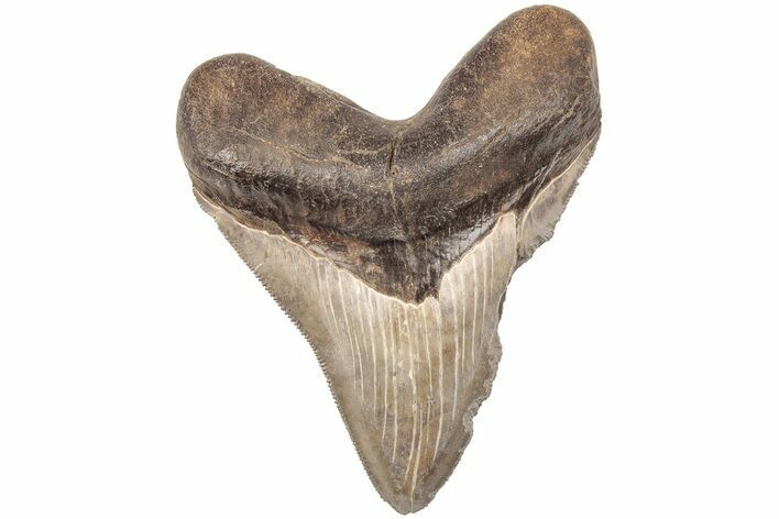 Serrated, Fossil Megalodon Tooth - South Carolina #203146
